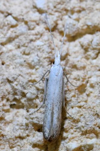 Coleophora sp.